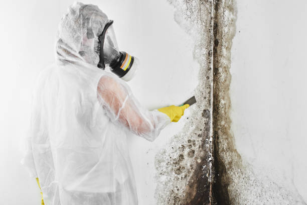 Best Black Mold Removal  in Mead, WA