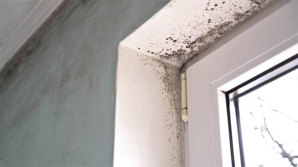 Best Same-Day Mold Removal  in Mead, WA