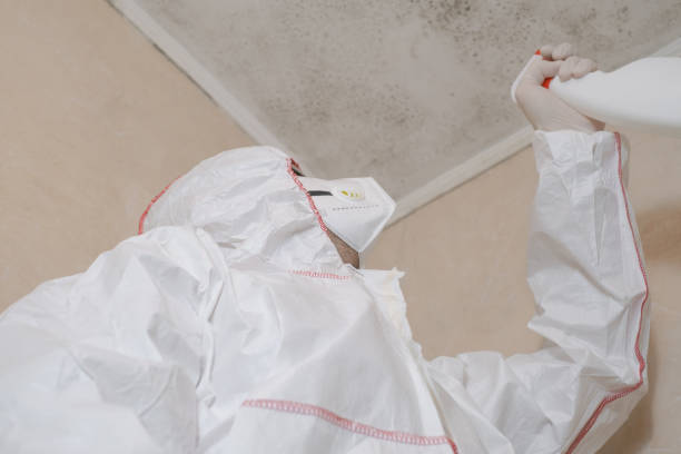 Best Affordable Mold Removal  in Mead, WA