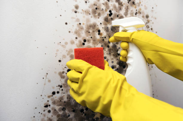 Best Mold Testing  in Mead, WA