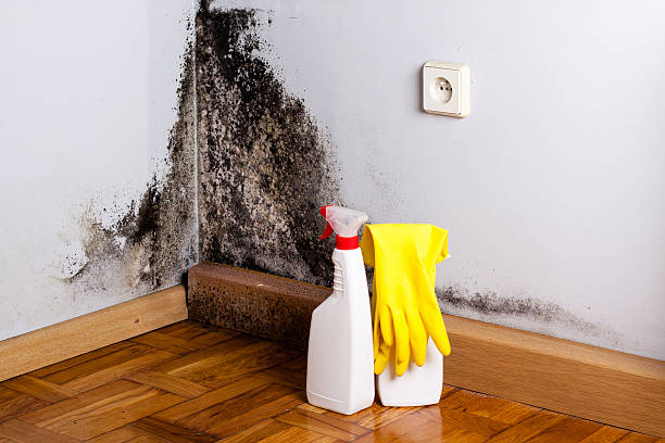Best Toxic Mold Removal  in Mead, WA